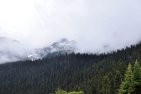 pineta, nuvoloso, cielo, albero, pianta, bellezza nella natura, scena tranquilla, scenics - natura, la tranquillità, terra, foresta, nuvola - cielo, montagna, scena non urbana, crescita, ambiente, nessuno, natura, paesaggio, giorno, idilliaco, all'aperto, Pino, albero di conifere, bosco, bosco di pini, picco di montagna, 4K, CC0, dominio pubblico, privo di copyright