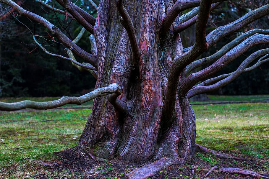 arbre, estètic, arrel, cobert, aprofitar, créixer, fort, botànica, planta, primer pla, tronc, tronc de l'arbre, creixement, naturalesa, terra, tranquil·litat, cap gent, bosc, herba, bellesa a la natura, medi ambient, dia, a l'aire lliure, camp, branca, part de la planta, paisatge, escorça, 5K