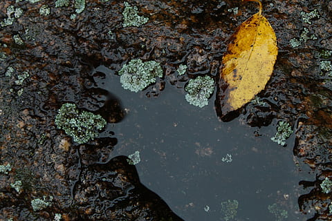séché, feuille, marron, surface, flaque, Roche, champignon, sol, flore, plante, feuille d'érable, eau, la nature, personne, solide, partie de la plante, rock - objet, journée, vue grand angle, en plein air, Lac, tranquillité, texturé, fermer, l'automne, arbre, beauté dans la nature, flottant sur l'eau, 4K, CC0, domaine public, libre de droits