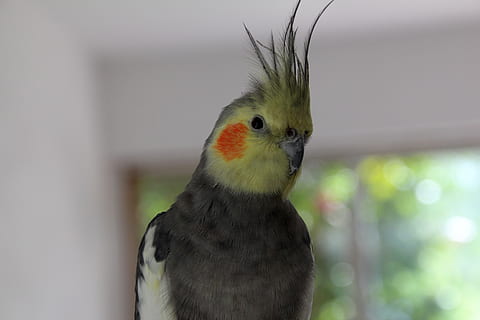 parrot, animal themes, animal, bird, one animal, vertebrate, animal wildlife, animals in the wild, focus on foreground, close-up, no people, beak, day, nature, outdoors, looking, animal body part, looking away, young animal, perching, portrait, animal eye, 5K, CC0, public domain, royalty free