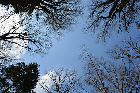 miškas, medžiai, dangus, baldakimu, lapai, debesys, pavasaris, šviežias, , dom, estetinis, šakos, didelis, aukštas, viršuje, perspektyvos, glade, aplinką, pobūdį, medis, augalų, filialas, žemas kampo vaizdas, grožis gamtoje, plikas medis, ramybė, nėra žmonių, augimą, siluetas, dieną, lauke, vaizdai - gamta, ramioje scenoje, švarus dangus, medžio kamienas, bagažinė, medžio baldakimu, tiesiogiai žemiau, 5K, CC0, Viešasis domenas, nemokamai