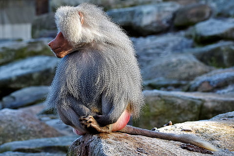 bavian, abe, primat, væsen, grå, dyr, natur, Zoo, Tiergarten, klatre, tierpark hellabrunn, solid, klippe, dyr i naturen, rock-objekt, dyreliv, et dyr, pattedyr, fokus på forgrunden, dag, hvirveldyr, ingen mennesker, vand, sidder, udendørs, 4K, CC0, offentligt domæne, royaltyfrie