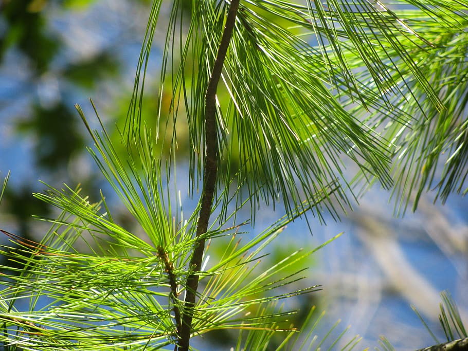 verd, arbre, pins, agulles, planta, creixement, color verd, full, bellesa a la natura, naturalesa, part de la planta, centrar-se en primer pla, primer pla, dia, cap gent, Palmera, tranquil·litat, fulla de palma, a l'aire lliure, llum solar, vista d’angle baix, pi, frescor, arbre de coníferes, agulla - part de la planta, 2K