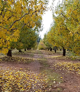 caure, arbres, Camí, arbre, tardor, planta, canvi, full, naturalesa, bellesa a la natura, creixement, dia, part de la planta, tranquil·litat, cap gent, groc, caient, escena tranquil·la, escenics - natura, aigua, a l'aire lliure, terra, direcció, fulles, col·lecció de tardor, 2K, CC0, domini públic, lliure de regalies