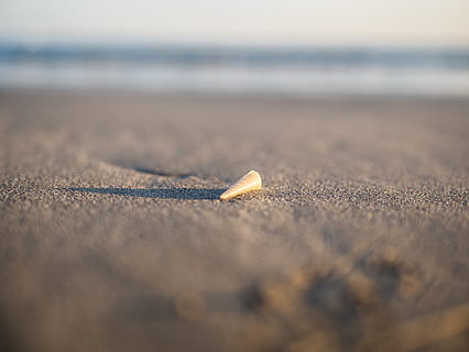barna, tengeri kagyló, homok, kagyló, állat, gerinctelen, tengeri élet, napnyugta, árnyék, strand, óceán, hullám, tenger, Sanc, héj, szabadban, természet, labda, nyári, szivacs állat, szelektív összpontosít, föld, nem ember, víz, nap, egyetlen objektum, közelkép, ég, napfény, nyugalom, fa - anyag, másolási hely, mozgás, 4K, CC0, közkincs, jogdíjmentes
