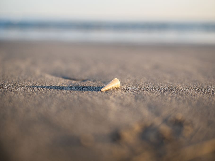 marró, petxina de mar, sorra, cloïssa, animal, invertebrat, la vida marina, posta de sol, ombra, platja, oceà, onada, mar, sanc, shell, a l'aire lliure, naturalesa, pilota, cargol, estiu, esponja animal, enfocament selectiu, terra, cap gent, aigua, dia, sol objecte, primer pla, cel, llum solar, tranquil·litat, material de fusta, còpia espai, moviment, 4K