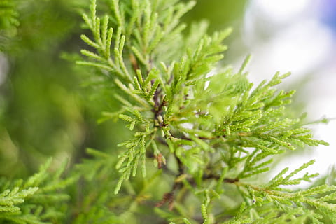 furu, makro, nærbilde, grønn, gress, anlegg, grønn farge, blad, plante del, vekst, natur, mat og Drikke, ingen folk, tre, mat, skjønnhet i naturen, selektiv fokusering, urt, dag, friskhet, gren, utendørs, furutre, medisin, nåletre, eviggrønne treet, gran tre, 4K, CC0, offentlig domene, opphavsrett gratis