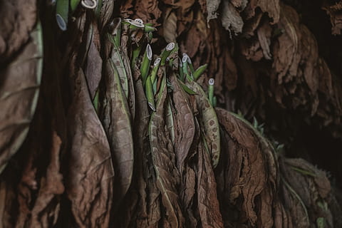 fulla seca, tabac, cuba, full, planta, animal, ocell, menjar, produir, naturalesa, ferm living, fujifilm, vintagelens, marró, humor, primer pla, natural, fulles, granja de tabac, bio, vinyes, part de la planta, arbre, cap gent, tronc de l'arbre, tronc, menjar i beguda, dia, creixement, arrel, centrar-se en primer pla, vegetals, a l'aire lliure, textura, alimentació saludable, penjant, condició natural, 5K, CC0, domini públic, lliure de regalies