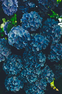 sininen hydrangeas kukkia, kasvu, kasvi, kasvi-osa, puun lehti, kauneus luonnossa, lähikuva, luonto, päivä, hortensia, ei ihmisiä, tuoreus, sininen, hauraus, alttius, korkea kulma, kukka, vihreä väri, terälehti, kukinto, ulkona, kukka pää, kukkakimppu, violetti, 5K, CC0, public domain, rojaltivapaa
