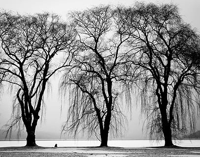arbres, hivern, calb, nua, arbre, orgànic, agricultura, a l'aire lliure, medi ambient, tronc, fulles, branques, naturalesa, aigua, blanc i negre, arbre nu, planta, branca, tranquil·litat, escena tranquil·la, bellesa a la natura, escenics - natura, cel, cap gent, tronc de l'arbre, terra, dia, temperatura de fred, clima, 2K, CC0, domini públic, lliure de regalies