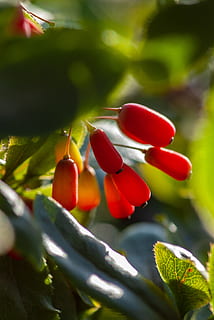 gul frugt, plante, mad, frugt, blad, kirsebær, natur, muzeon, bær, have, blade, efterår, berberis, vener, pollen, cricket insekt, dyr, insekt, hvirvelløse, dråbe, citrus frugt, rød, vækst, plante del, friskhed, skønhed i naturen, mad og drikke, tæt på, træ, selektiv fokusering, ingen mennesker, dag, blomst, sund kost, grøn farve, afdeling, udendørs, moden, 2K, CC0, offentligt domæne, royaltyfrie