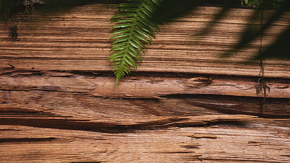 verde, foglia, Marrone, superficie, pianta, flora, felce, stati Uniti, spiaggia di cannoni, ceramica, vaso, pianta in vaso, mattone, strada sterrata, strada, ghiaia, suolo, Arecaceae, albero, Palma, asfalto, conifera, natura, crescita, legno - materiale, nessuno, giorno, colore verde, parte vegetale, all'aperto, luce del sole, bellezza nella natura, modello, la tranquillità, vista dall'alto, strutturato, avvicinamento, legna, 5K, CC0, dominio pubblico, privo di copyright