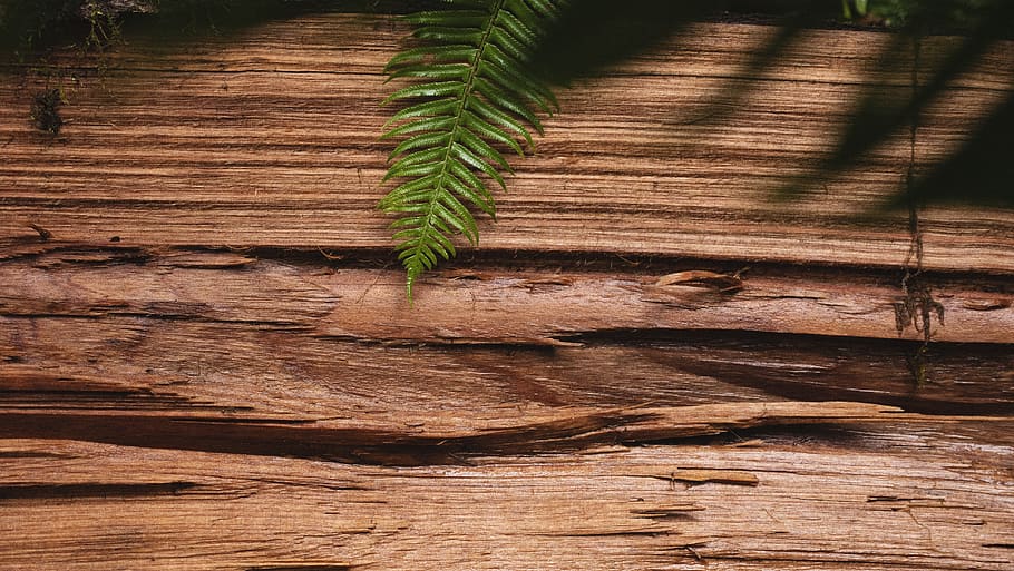 verde, foglia, Marrone, superficie, pianta, flora, felce, stati Uniti, spiaggia di cannoni, ceramica, vaso, pianta in vaso, mattone, strada sterrata, strada, ghiaia, suolo, Arecaceae, albero, Palma, asfalto, conifera, natura, crescita, legno - materiale, nessuno, giorno, colore verde, parte vegetale, all'aperto, luce del sole, bellezza nella natura, modello, la tranquillità, vista dall'alto, strutturato, avvicinamento, legna, 5K