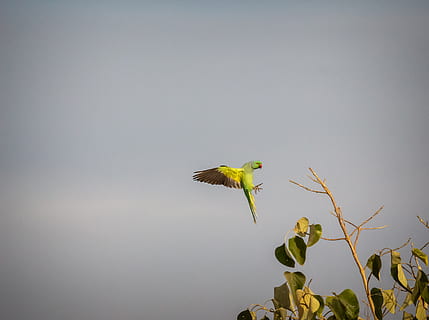 parrocchetto anellato di rosa, animali allo stato selvatico, animale, fauna selvatica, temi animali, pianta, un animale, uccello, vertebrato, natura, nessuno, giorno, copia spazio, parte vegetale, crescita, foglia, colore verde, bellezza nella natura, cielo, volante, all'aperto, 2K, CC0, dominio pubblico, privo di copyright