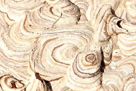 natura, sfondo, struttura, modello, grano, insetto, vespe, nido, costruzione, costruzione di vespe, superficie, macro, avvicinamento, l'alveare, Casa, giardino, fotogramma intero, sfondi, strutturato, nessuno, modello naturale, legno - materiale, pianta, giorno, tronco d'albero, albero, crescita, ruvido, spirale, tronco, parte vegetale, in casa, 5K, CC0, dominio pubblico, privo di copyright
