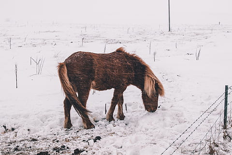 brunt æsel, dyr, hest, pattedyr, colt hest, udendørs, natur, føl, sne, hingst, andalusisk hest, Mark, dyreliv, vortesvin, græsarealer, vinter, rodeo, landskabet, is, landdistrikterne, gård, kold temperatur, dyre temaer, husdyr, indenlandske, et dyr, jord, hvirveldyr, kæledyr, dækker, ingen mennesker, planteædende, pony, snedækket bjerg, 5K, CC0, offentligt domæne, royaltyfrie