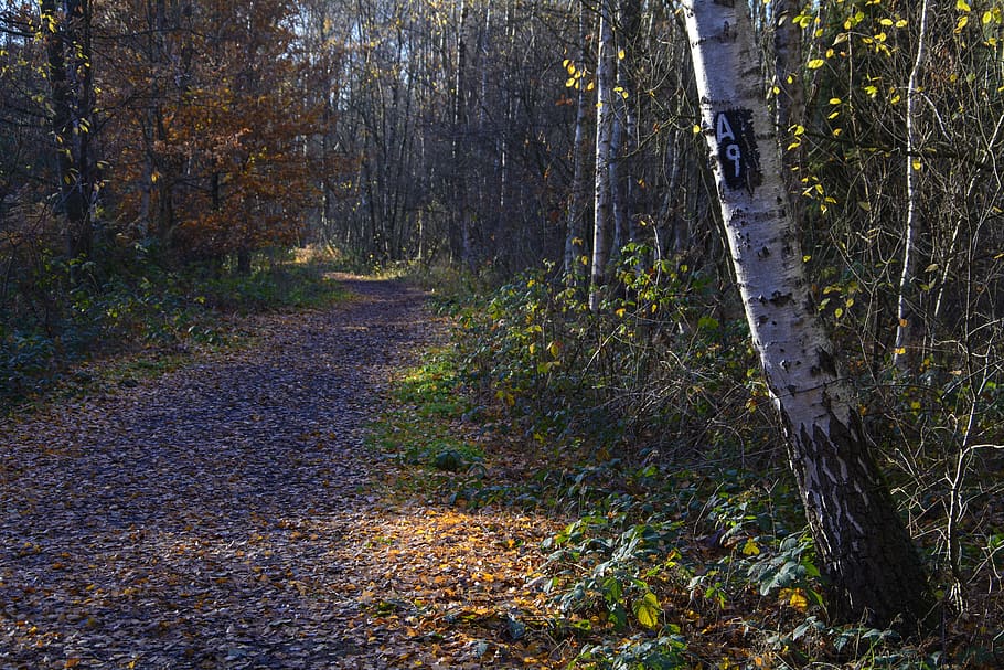 senyal, sender marcat, a9, bosc, naturalesa, caminada, ruta, atmosfèric, fusta, tardor, idíl·lic, Camí, humor, místic, senderisme, bedoll, directori, pal senyal, caràcter migratori, paisatge, personatges, turisme, lluny, senyalització, arbre, terra, planta, tronc de l'arbre, tronc, tranquil·litat, dia, canvi, creixement, escena tranquil·la, escena no urbana, bellesa a la natura, a l'aire lliure, el camí a seguir, direcció, escenics - natura, cap gent, caure, 5K