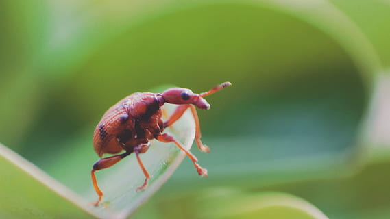 bug, serangga, Daun-daun, satu binatang, tema binatang, satwa liar hewan, hewan, invertebrata, binatang di alam liar, merapatkan, fokus pada latar depan, hari, tidak ada orang, alam, ilmu hewan, bagian tanaman, menanam, warna hijau, daun, fokus selektif, di luar rumah, bagian tubuh hewan, 5K, CC0, domain publik, bebas royalti