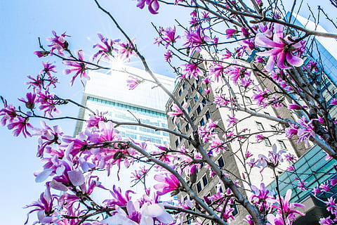 toronto, canada, pattern, lighting, easter, pastel, pink, beautiful, flowers, city, urban, flower, spring, bright, art, plant, pink color, flowering plant, growth, tree, beauty in nature, branch, low angle view, fragility, freshness, blossom, vulnerability, nature, springtime, no people, sky, day, close-up, outdoors, purple, cherry blossom, cherry tree, 4K, CC0, public domain, royalty free