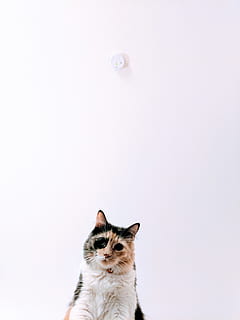 calico cat, kissa, lemmikit, nisäkäs, kotikissa, yksi eläin, kotimainen, Kotieläimet, kissan-, ei ihmisiä, sisällä, kopiointitila, muotokuva, selkärankainen, näköinen, studio ammuttu, valkoinen tausta, eläimen kehon osa, eläinten silmä, 4K, CC0, public domain, rojaltivapaa