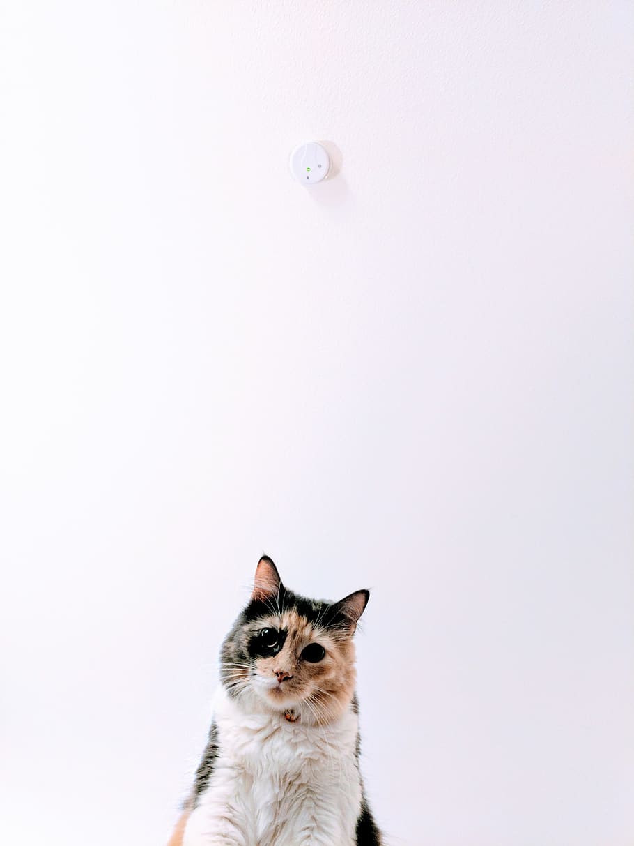 calico cat, kissa, lemmikit, nisäkäs, kotikissa, yksi eläin, kotimainen, Kotieläimet, kissan-, ei ihmisiä, sisällä, kopiointitila, muotokuva, selkärankainen, näköinen, studio ammuttu, valkoinen tausta, eläimen kehon osa, eläinten silmä, 4K