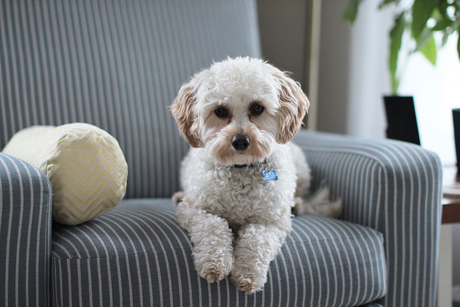 blanc, cadell de shih tzu, cadira de sofà de tela, adorable, animal, raça, cavapoo, bonic, gos, nacional, família, pell, mobles, a l'interior, endins, estil de vida, poc, mirant, mamífer, mascota, retrat, cadell, habitació, seient, seure, sofà, jove, mascotes, animals domèstics, caní, un animal, mirant la càmera, vertebrats, farcit, gent, relaxació, coixí, petit, 5K