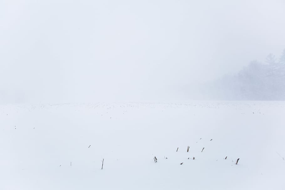 camp, neu, blat de moro, camp de blat de moro, vent de neu, estella, tempesta, new hampshire, temperatura de fred, hivern, ocell, vertebrats, grup d’animals, temes d'animals, gran grup d’animals, bellesa a la natura, animal, fauna animal, naturalesa, animals a la natura, escenics - natura, còpia espai, Color blanc, cap gent, cel, dia, ramat d’ocells, 5K