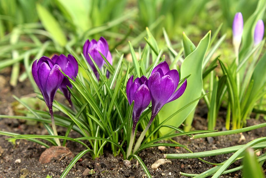 safrà, marxa, flors de primavera, primavera, violeta, porpra, figura, naturalesa, planta, krokus, flor, planta amb flors, bellesa a la natura, creixement, fragilitat, vulnerabilitat, frescor, terra, pètal, primer pla, iris, color verd, camp, inflorescència, cap de flor, cap gent, llit de flors, 5K