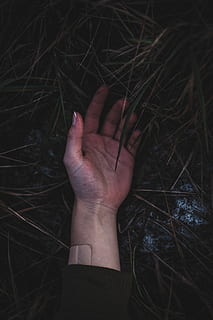 linker menselijke handpalm, menselijke hand, hand-, menselijk lichaamsdeel, een persoon, echte mensen, persoonlijk perspectief, natuur, lichaamsdeel, levensstijlen, vinger, menselijke vinger, fabriek, onherkenbaar persoon, nacht, vrijetijdsbesteding, detailopname, volwassen, buitenshuis, vrouw, menselijke ledemaat, menselijk haar, agressie, 5K, CC0, publiek domein, royaltyvrij