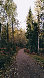 Carretera bruta, arbres, carretera, grava, Camí, parc nacional de nuuksio, Finlàndia, bosc, flora, a l'aire lliure, vegetació, arbre, planta, naturalesa, terra, conífera, el camí a seguir, direcció, creixement, tranquil·litat, escena tranquil·la, cap gent, bellesa a la natura, cel, tardor, escena no urbana, transport, dia, escenics - natura, sendera, canvi, perspectiva decreixent, llarg, 4K, CC0, domini públic, lliure de regalies