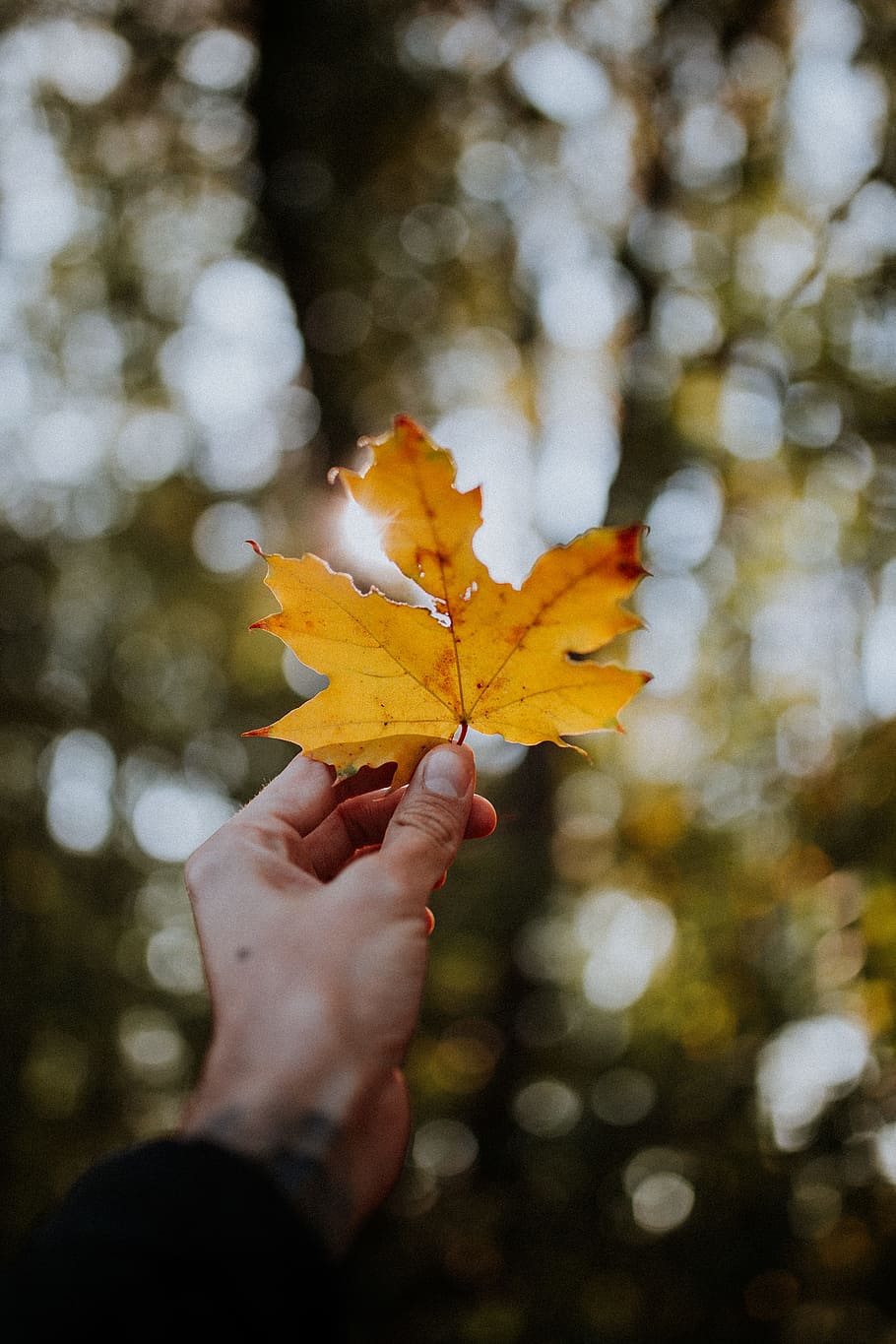 persona, detenzione, foglia di acero, luci del bokeh, autunno, foglia, foresta, albero, sole, arancia, avvicinamento, mano, sfocato, lunatico, natura, umore, Marrone, legna, mano umana, parte del corpo umano, parte vegetale, una persona, modificare, persone reali, persona irriconoscibile, parte del corpo, prospettiva personale, stili di vita, concentrarsi sulle conoscenze acquisite, pianta, dito, all'aperto, le foglie, arto umano, collezione autunnale, condizione naturale, 5K