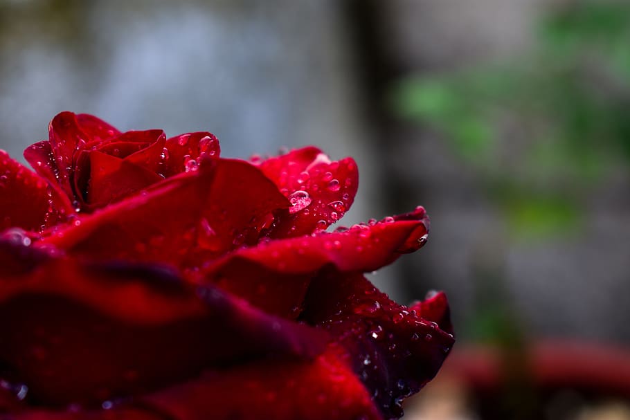 rosa, ดอกไม้, สีแดง, ความสด, ใกล้ชิด, ความงามในธรรมชาติ, มุ่งเน้นไปที่เบื้องหน้า, การเจริญเติบโต, ไม้ดอก, ปลูก, เปียก, หล่น, ไม่มีคน, ธรรมชาติ, น้ำ, วัน, กลีบดอกไม้, ช่อดอก, หัวดอกไม้, เลือกโฟกัส, กลางแจ้ง, น้ำค้าง, 5K