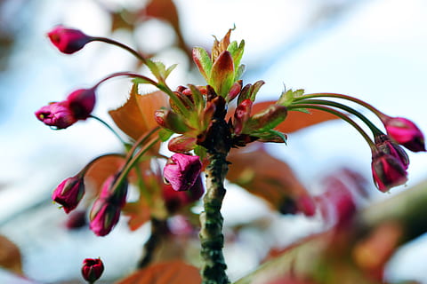Knospung, Frühling, Knospe, blühen, Natur, Rosa, Blumen, Ast, Pflanze, Sommer-, Baum, Nahansicht, Wachstum, Frische, Blume, Schönheit in der Natur, selektiver Fokus, blühende Pflanze, keine Leute, Blatt, Tag, Pflanzenteil, Verletzlichkeit, Fokus auf den Vordergrund, Zerbrechlichkeit, Essen und Trinken, rot, draußen, 5K, CC0, gemeinfrei, lizenzfrei