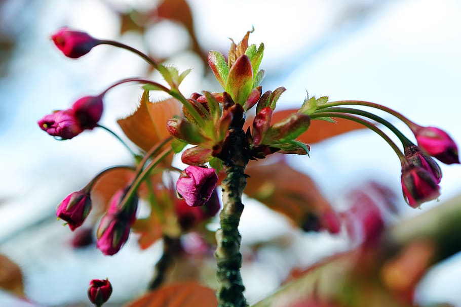 Knospung, Frühling, Knospe, blühen, Natur, Rosa, Blumen, Ast, Pflanze, Sommer-, Baum, Nahansicht, Wachstum, Frische, Blume, Schönheit in der Natur, selektiver Fokus, blühende Pflanze, keine Leute, Blatt, Tag, Pflanzenteil, Verletzlichkeit, Fokus auf den Vordergrund, Zerbrechlichkeit, Essen und Trinken, rot, draußen, 5K