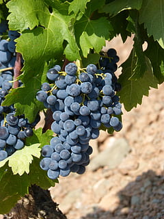 vigneto, sforzo, uva, uva nera, priorat, doq priorat, viticoltura, frutta, mangiare sano, cibo e bevande, cibo, crescita, foglia, parte vegetale, freschezza, mazzo, natura, benessere, pianta, agricoltura, vite, giorno, vinificazione, avvicinamento, uva rossa, nessuno, maturo, all'aperto, piantagione, un mazzo di fiori, 4K, CC0, dominio pubblico, privo di copyright
