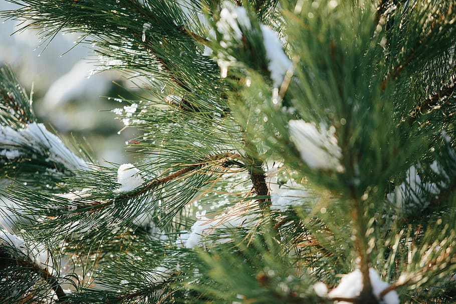 Baum, Pflanze, Kiefer, abies, Tanne, Nadelbaum, Fichte, Winter, kalt, Grün, Süddakota, Winter Baum, Winter Kiefer, Winterschnee, Schnee, schneit, Ornament, Weihnachtsbaum, Lärche, Tröpfchen, Wachstum, grüne Farbe, Natur, keine Leute, selektiver Fokus, Tag, Nahansicht, Schönheit in der Natur, Ast, draußen, Nadel - Pflanzenteil, Blatt, Pflanzenteil, Pinaceae, Ruhe, Tannenbaum, 5K