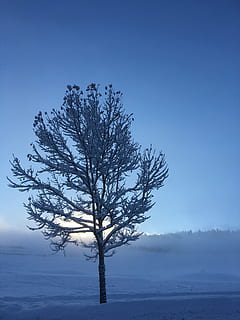 bar, træ, belagt, sne, grene, kold, daggry, miljø, pift, frost-, Frosset, idyllisk, natur, naturskøn, sæson, snedækket, trægrene, vinter, plante, skønhed i naturen, himmel, ro, scenics - natur, rolig scene, ingen mennesker, bare træ, blå, ikke-urbane scene, landskab, afdeling, vækst, dag, udendørs, fjern, skyfri himmel, isolerede, 4K, CC0, offentligt domæne, royaltyfrie