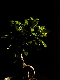 bonsai, arbres, il·luminació, decoració, part de la planta, full, creixement, planta, naturalesa, a l'interior, color verd, cap gent, bellesa a la natura, primer pla, tir de l'estudi, nit, frescor, fons negre, tija de la planta, fosc, vulnerabilitat, còpia espai, fulles, 4K, CC0, domini públic, lliure de regalies