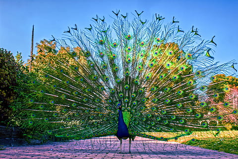 pavão, pássaro, padronizar, plumagem, animais selvagens, colorida, turquesa, penas, verde, rabo, animal, natureza, vibrante, exótico, pluma, fantail, glorioso, aviária, onívoro, elegante, temas animais, animais em estado selvagem, vertebrado, um animal, plantar, árvore, beleza na natureza, dia, azul, ninguém, animal macho, céu, pena, espalharam-se, pena de pavão, ao ar livre, 5K, CC0, domínio público, royalty free