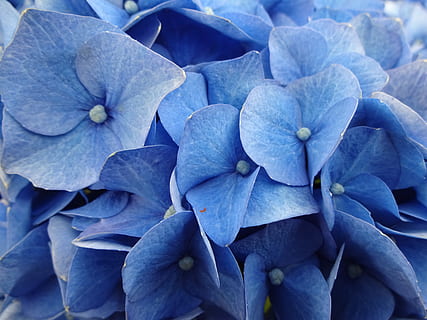 hydrangeas, mavi, çiçek, ortanca, bitki, doğa, ortanca çiçek, Çiçek açmak, yaz, bitki örtüsü, süs bitkisi, süs çiçeği, yeşil, Bahçe, dekoratif, süs çalı, renk, parlak, çiçeklenme, kapatmak, çiçekli bitki, tazelik, doğada güzellik, kırılganlık, taçyaprağı, insansız, Güvenlik açığı, büyüme, gün, bütün çerçeve, çiçek kafa, arka, açık havada, mor, 4K, CC0, kamu malı, telif ücretsiz