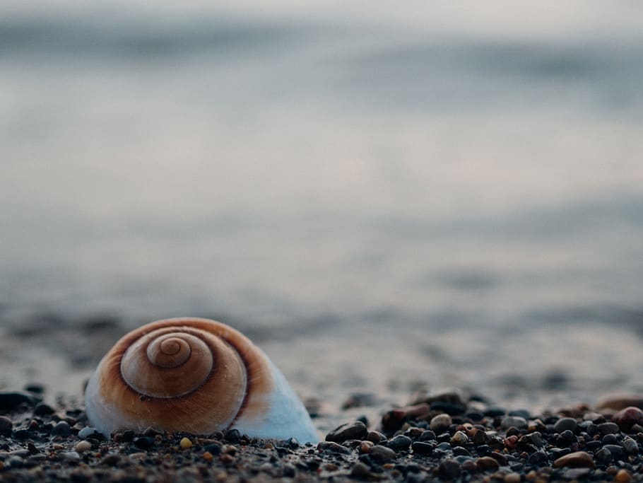 hvid, snegl shell, småsten, skal, dyreliv, dyreskal, dyr, mollusk, dyre temaer, jord, dyr i naturen, strand, natur, ingen mennesker, et dyr, tæt på, havsnegle, hvirvelløse, dag, snegl, hav, selektiv fokusering, klippe, udendørs, marine, overflade niveau, 4K