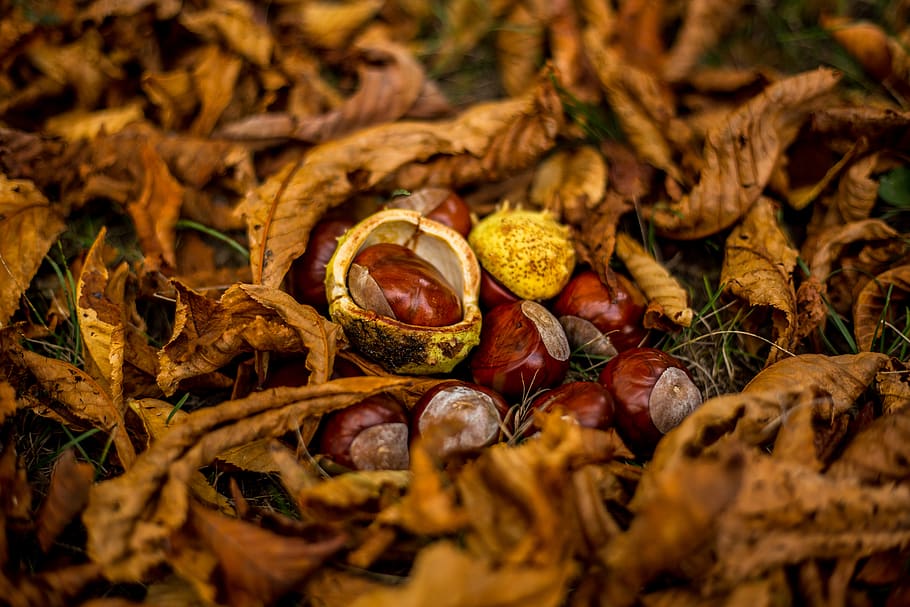 alunele pe pământ, maro, toamnă, castan, frunze, culoare, galben, frumuseţe, mers pe jos, sezon, cădea, iarbă, natură, parc, de toamnă, castane, peisaj, toamnă peisaj, mancare si bautura, alimente, uscat, selectiv, mâncat sănătos, parte a plantelor, nici o persoana, prospeţime, nuca, a închide, piuliță - mâncare, fruct, Schimbare, plantă, bunăstare, zi, cadru complet, în aer liber, starea naturala, 5K