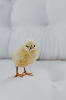 recién nacido, pequeño, pollo, ordenador portátil, computadora, teclado, amarillo, macbook, pájaro, bebé, mullido, aves de corral, pollito, polluelo, animal, temas de animales, animal joven, adentro, pájaro joven, pollo - pájaro, un animal, ganado, animales domesticos, vertebrado, linda, mamífero, mascotas, nacional, nadie, longitud total, foto de estudio, copia espacio, pequeña, 5K, CC0, dominio público, libre de derechos