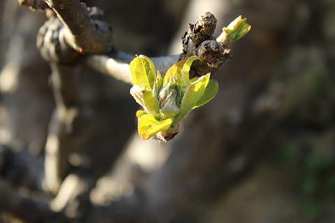 Frühling, Knospe, Blatt, Ast, Apfelbaum, Zweig, Jahreszeit, Bäume, Blätter, Pflanze, Wachstum, Blume, Nahansicht, Verletzlichkeit, Zerbrechlichkeit, blühende Pflanze, Schönheit in der Natur, Fokus auf den Vordergrund, Natur, Frische, Tag, keine Leute, Blütenstand, Anfänge, draußen, Blütenkopf, Blütenblatt, Gelb, 5K, CC0, gemeinfrei, lizenzfrei