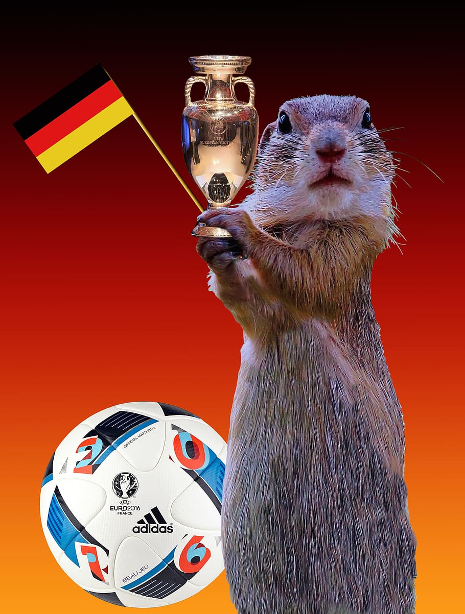 FIFA, 축구, 목적, 쥐, 다람쥐, 공, 한 마리의 동물, 포유 동물, 동물의 야생 동물, 음주, 컬러 배경, 아무도, 원기 회복, 빨간, 스튜디오 촬영, 동물의 몸 부분, 장난, 음식과 음료, 닫다, 척골가 있는, 자연, 알코올, 동물의 눈, 4K
