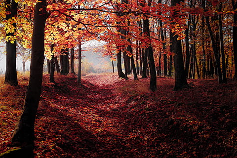 pohon musim gugur merah, backlit, Fajar, lingkungan Hidup, hutan, cahaya, alam, taman, indah, musim, pohon, musim gugur, menanam, tanah, keindahan di alam, perubahan, ketenangan, adegan yang tenang, pertumbuhan, warna oranye, bagasi, scenics - alam, batang pohon, hari, daun, bagian tanaman, jalan lurus, tidak ada orang, di luar rumah, koleksi musim gugur, treelined, jatuh, kanopi pohon, 5K, CC0, domain publik, bebas royalti