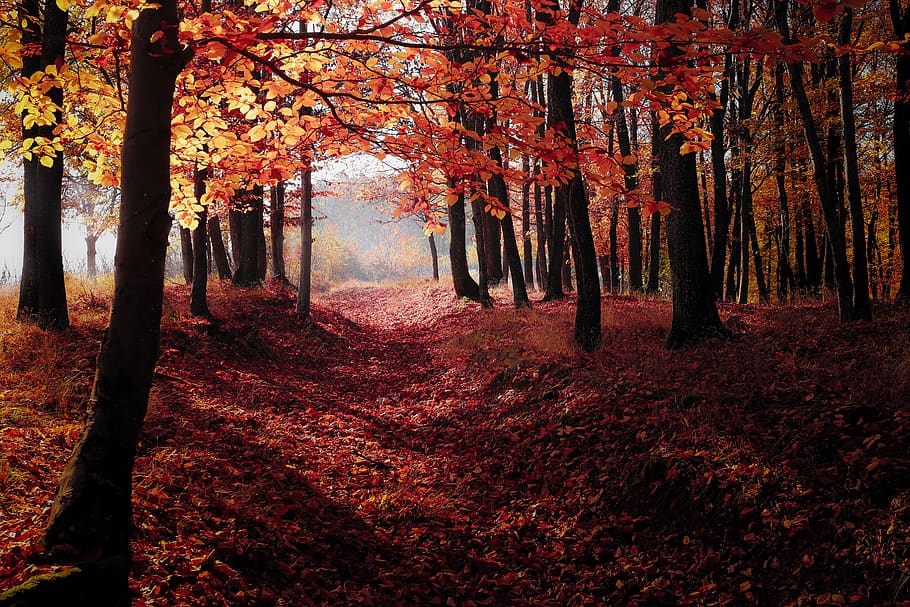 arbres vermells de tardor, retroil·luminat, alba, medi ambient, bosc, llum, naturalesa, parc, escènic, temporada, arbres, boscos, arbre, tardor, planta, terra, bellesa a la natura, canvi, tranquil·litat, escena tranquil·la, creixement, color taronja, tronc, escenics - natura, tronc de l'arbre, dia, full, part de la planta, el camí a seguir, cap gent, a l'aire lliure, col·lecció de tardor, treelined, caure, copa de l'arbre, 5K