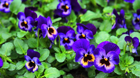 pansy, spring, flowers, easter, spring flower, bloom, violaceae, violet, close up, mother's day, blütenzauber, spring magic, easter magic, paradise, magic, farbenpracht, embroidery, flowering plant, flower, plant, freshness, beauty in nature, purple, growth, petal, close-up, flower head, fragility, vulnerability, inflorescence, nature, no people, focus on foreground, day, plant part, blue, outdoors, flowerbed, 5K, CC0, public domain, royalty free