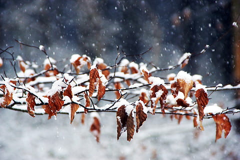 iarnă, toamnă, de iarnă, copac, natură, a închide, pădure, rece, ramuri, frunze, zăpadă, fulgi de zapada, depinde, temperatura rece, frumusețe în natură, îngheţat, să se concentreze asupra primelor elemente, zi, nici o persoana, liniște, plantă, ninsorile, culoare alba, parte a plantelor, acoperire, ramură, teren, vreme extrema, viscol, în aer liber, gheaţă, 5K, CC0, domeniu public, fără drepturi de autor