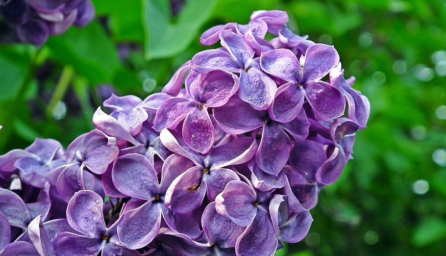 uden, violet, kvist, natur, forår, dekorative, blomster, Busk, have, tæt på, plante, blomst, lilla, blomstrende plante, friskhed, skønhed i naturen, vækst, sårbarhed, kronblad, skrøbelighed, fokus på forgrunden, blomsterstand, blomsterhoved, dag, ingen mennesker, udendørs, hortensia, flok blomster, 2K